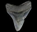Serrated, Fossil Megalodon Tooth - Georgia #65793-2